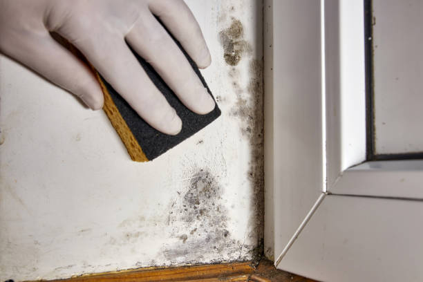 Best Mold Odor Removal Services  in USA